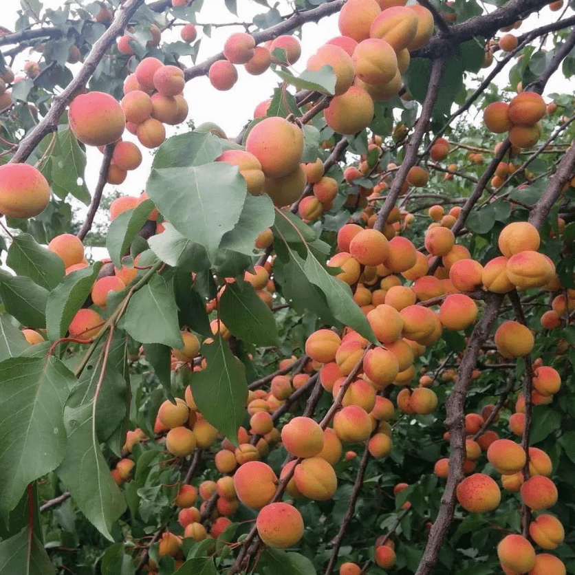 Превью изображения