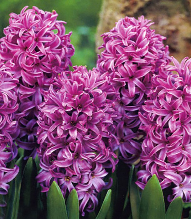 Превью изображения