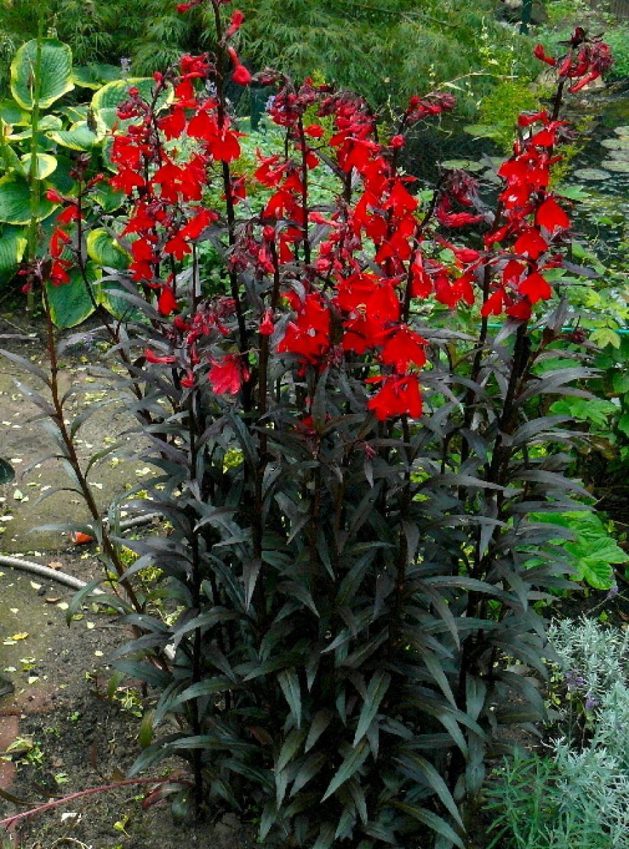 Превью изображения