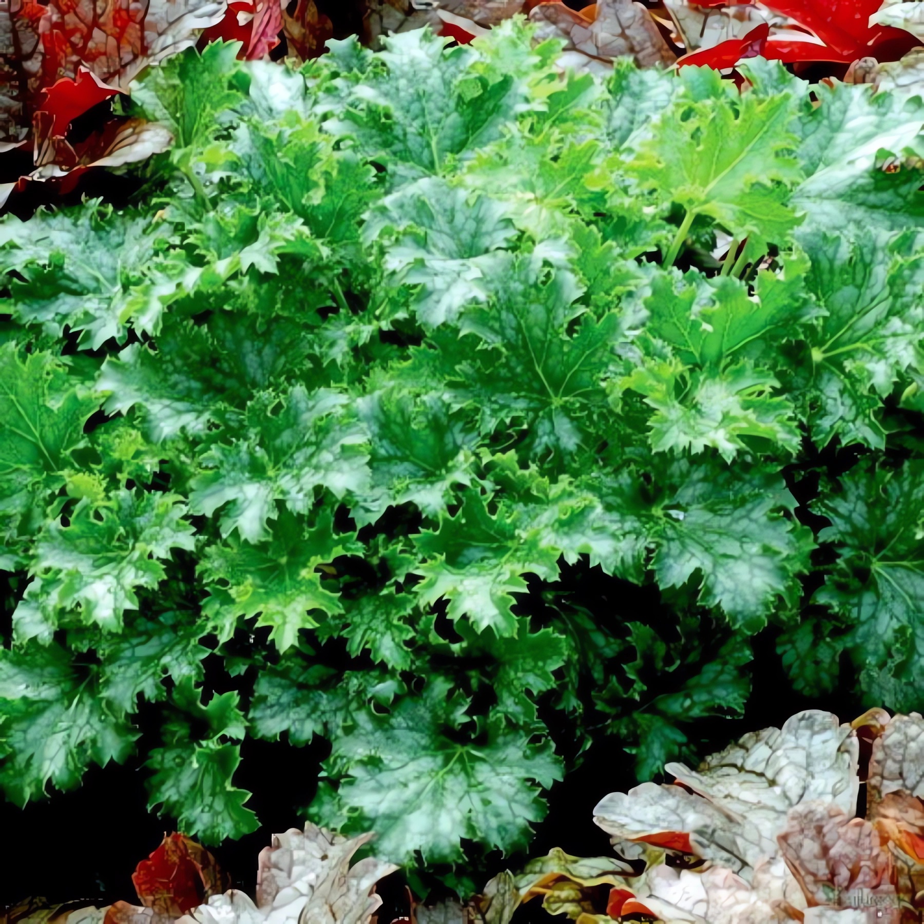 Превью изображения