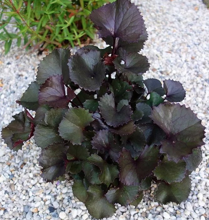 Превью изображения