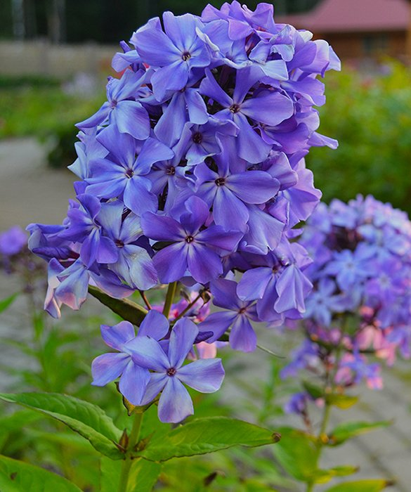 Превью изображения