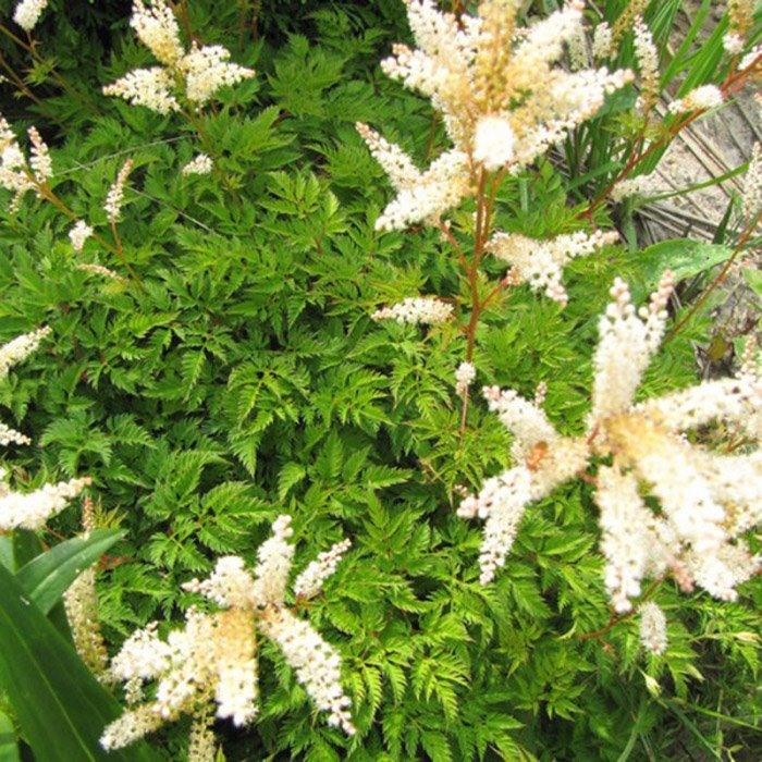 Превью изображения