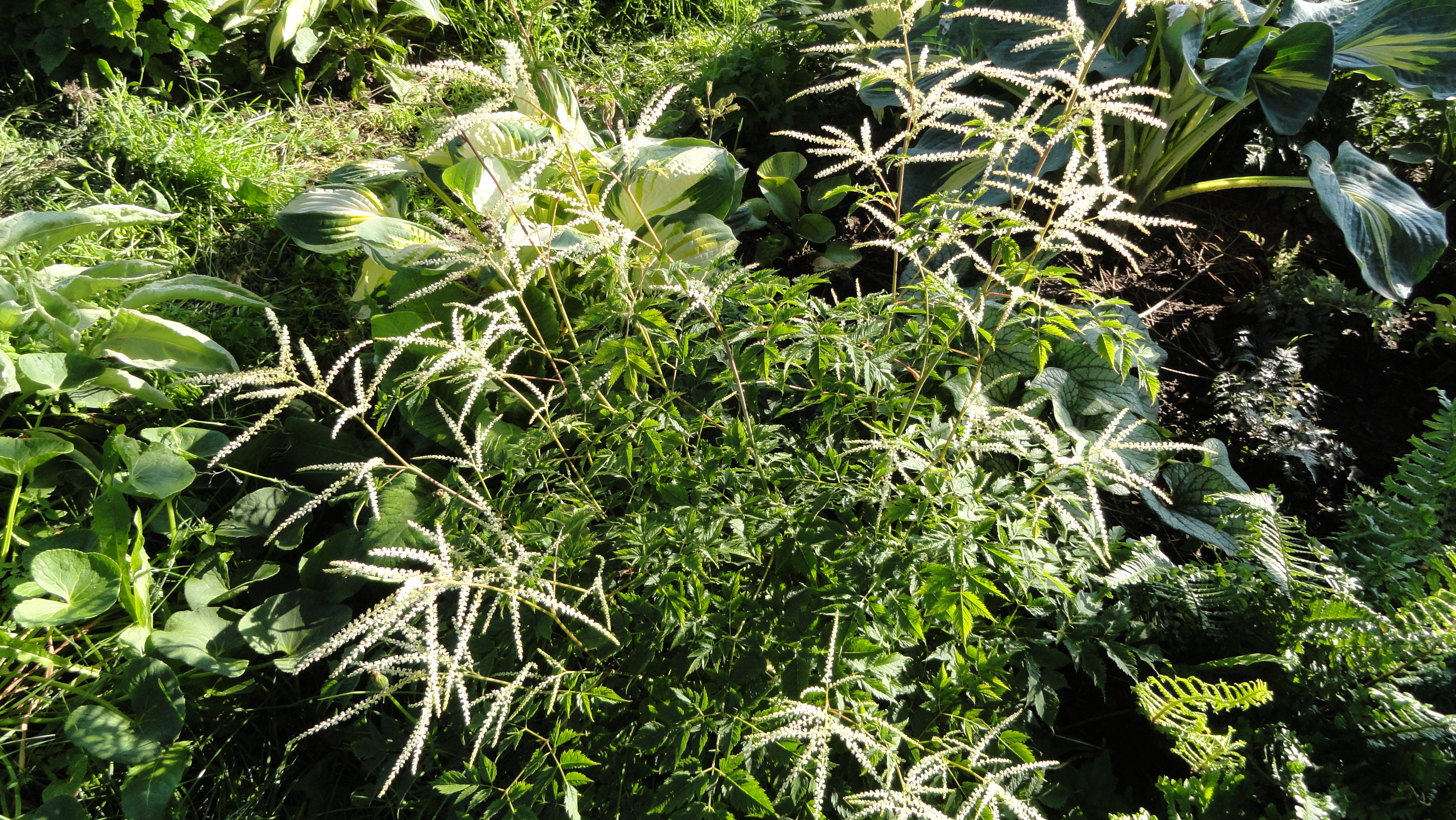 Превью изображения