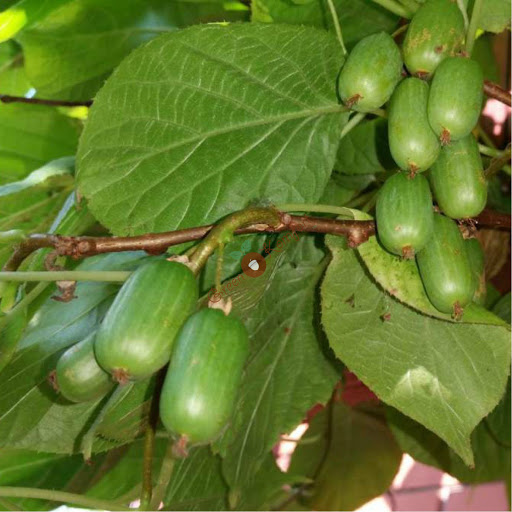 Превью изображения