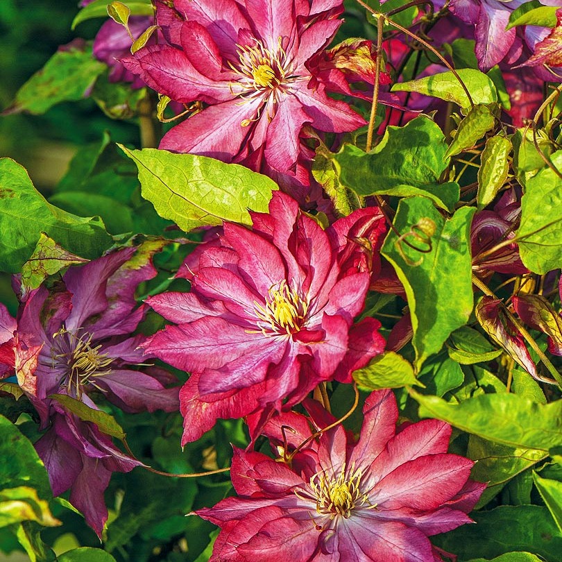 Превью изображения