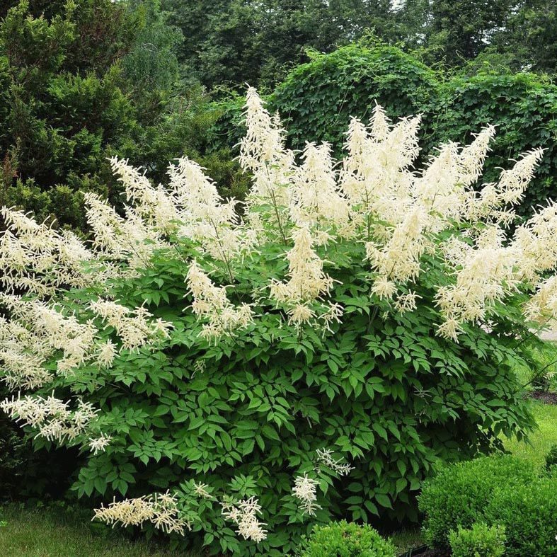 Превью изображения