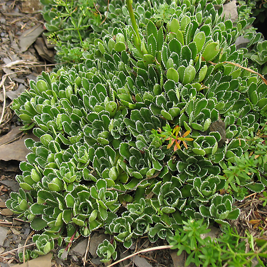 Превью изображения