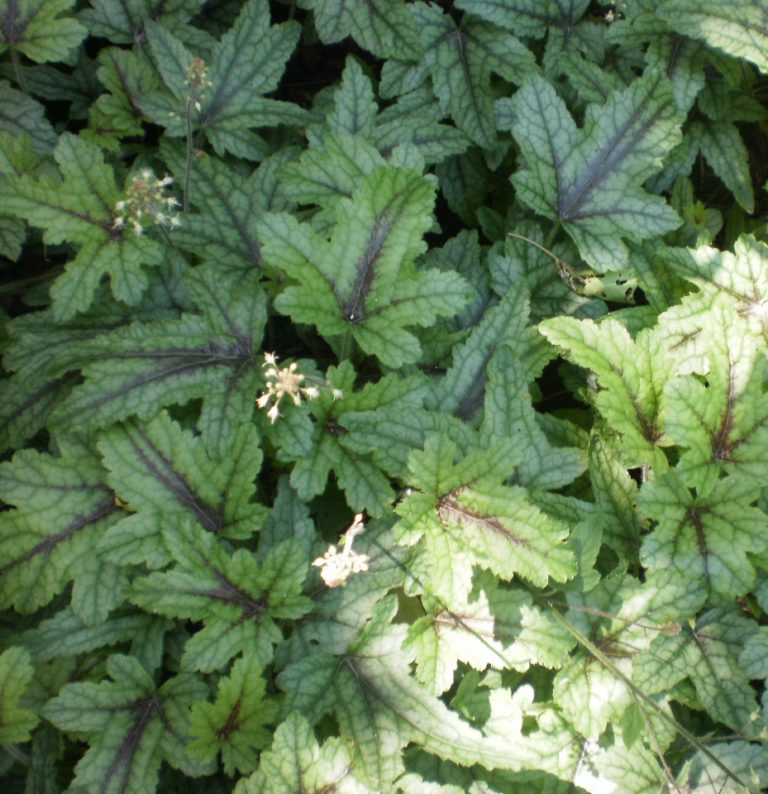 Превью изображения