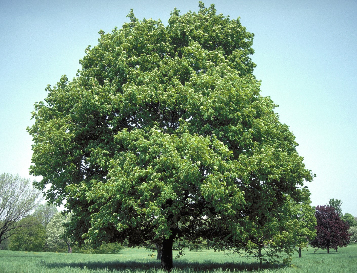 Превью изображения