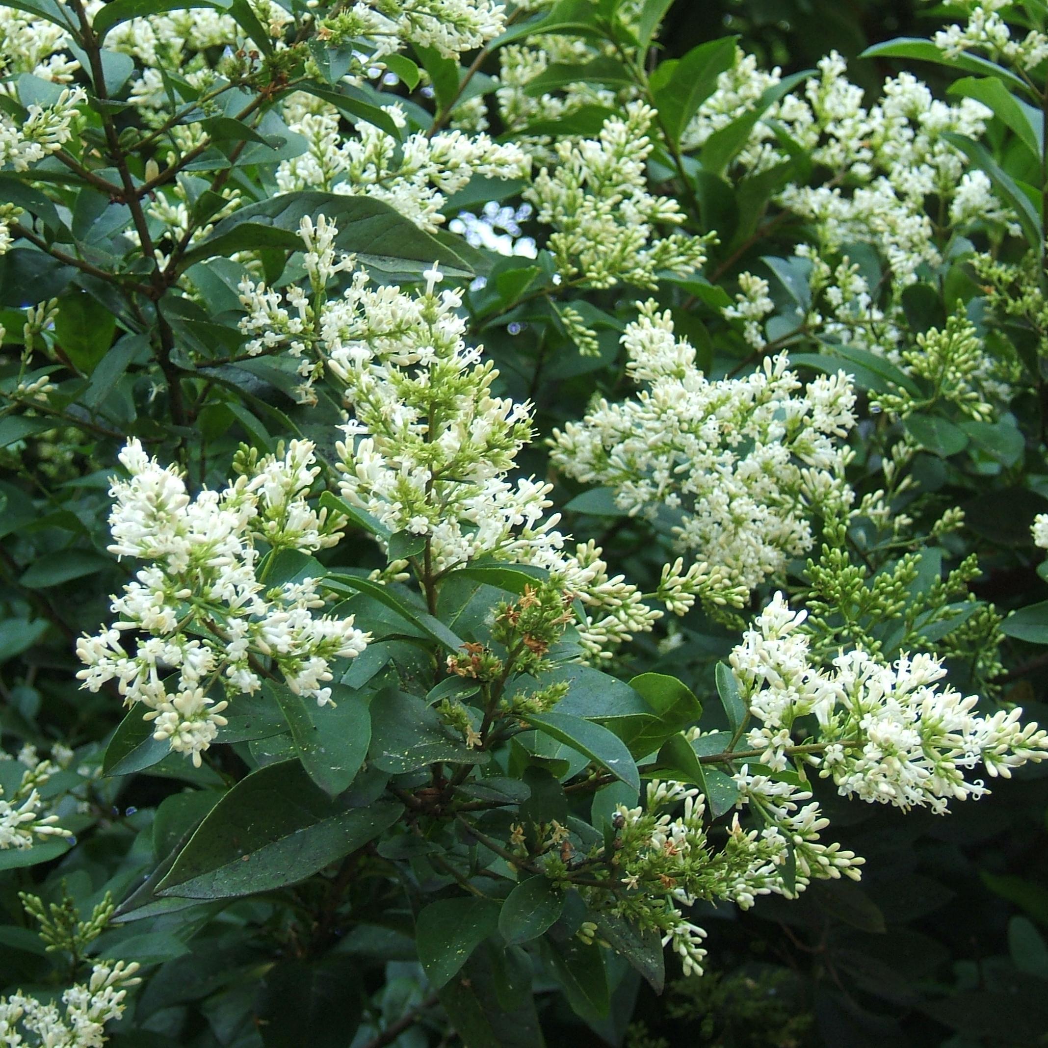 Превью изображения