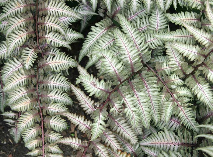 Превью изображения