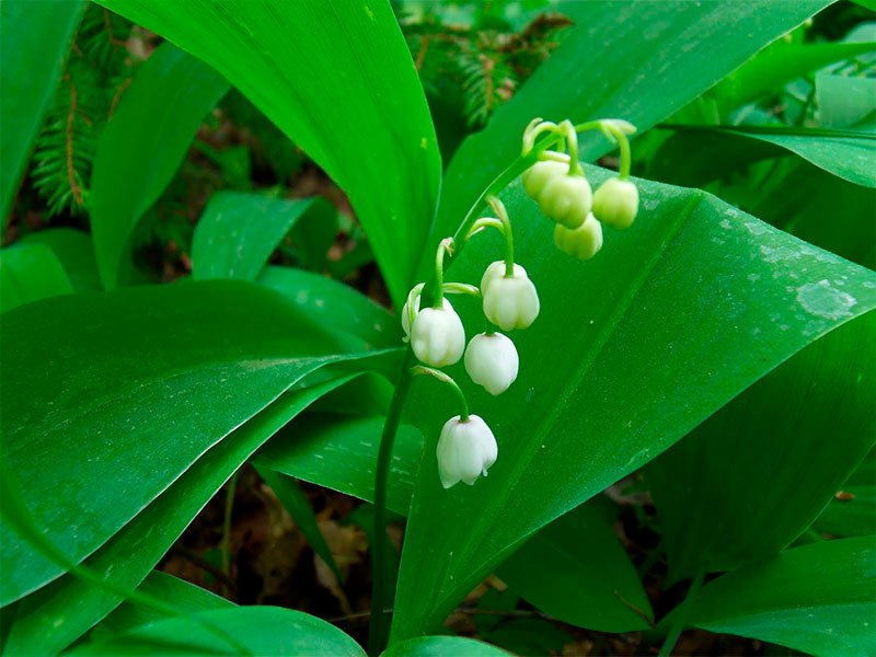 Превью изображения