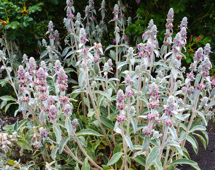 Превью изображения