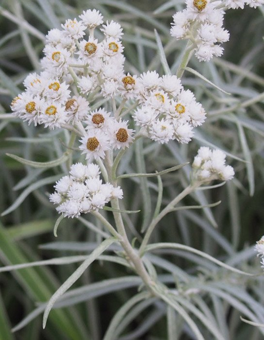 Превью изображения