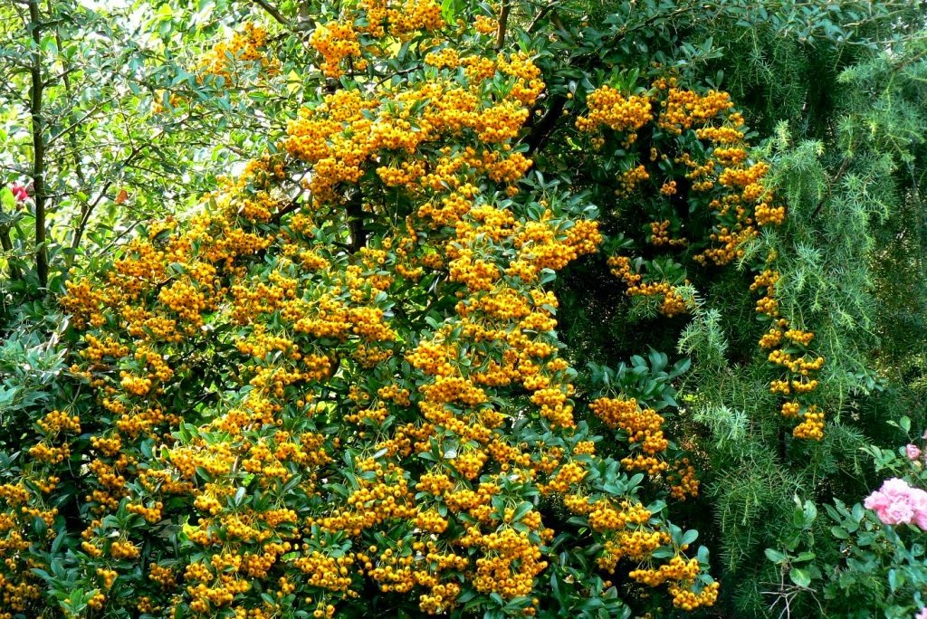 Превью изображения