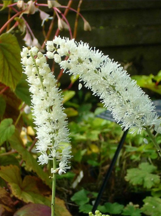 Превью изображения