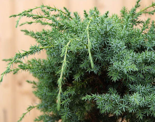 Превью изображения