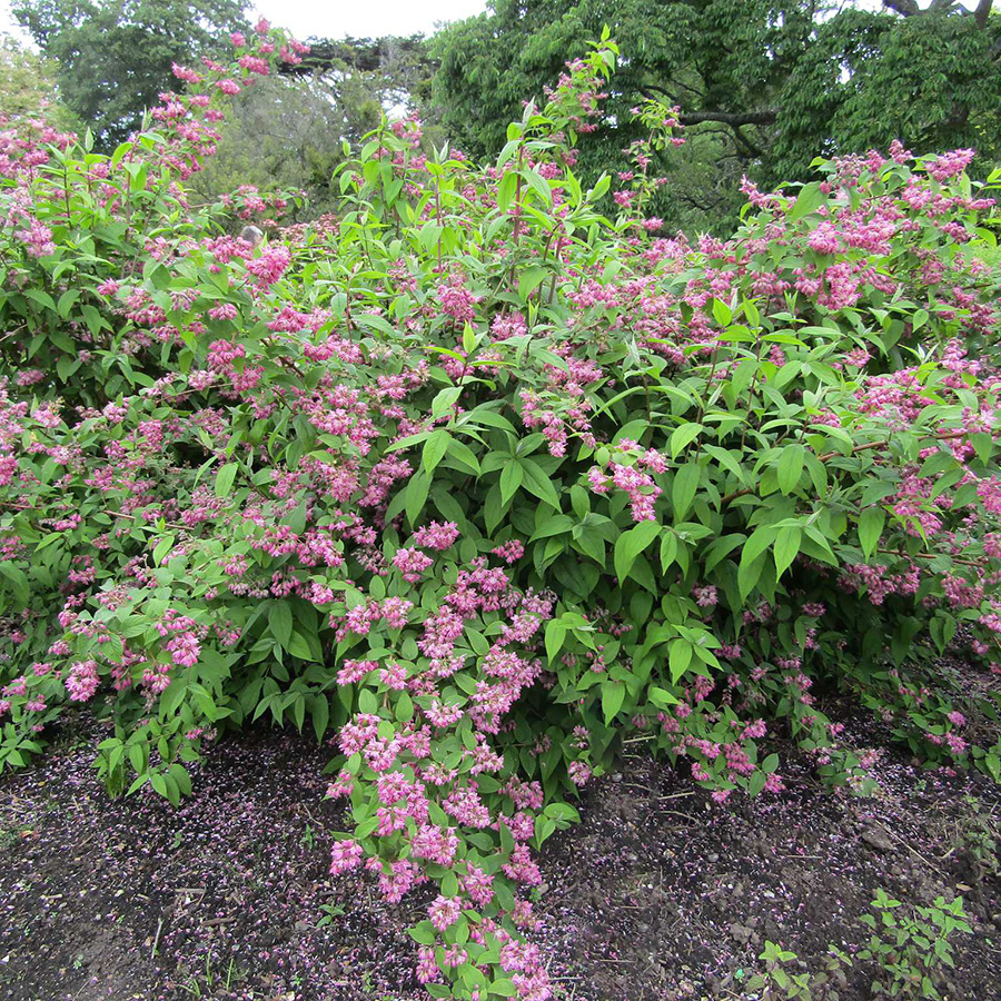 Превью изображения