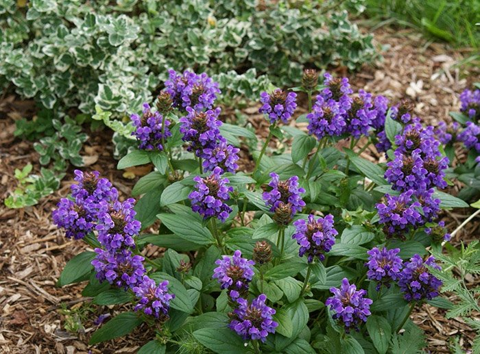 Превью изображения