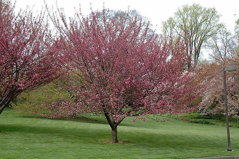 Превью изображения