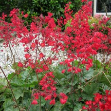 Превью изображения