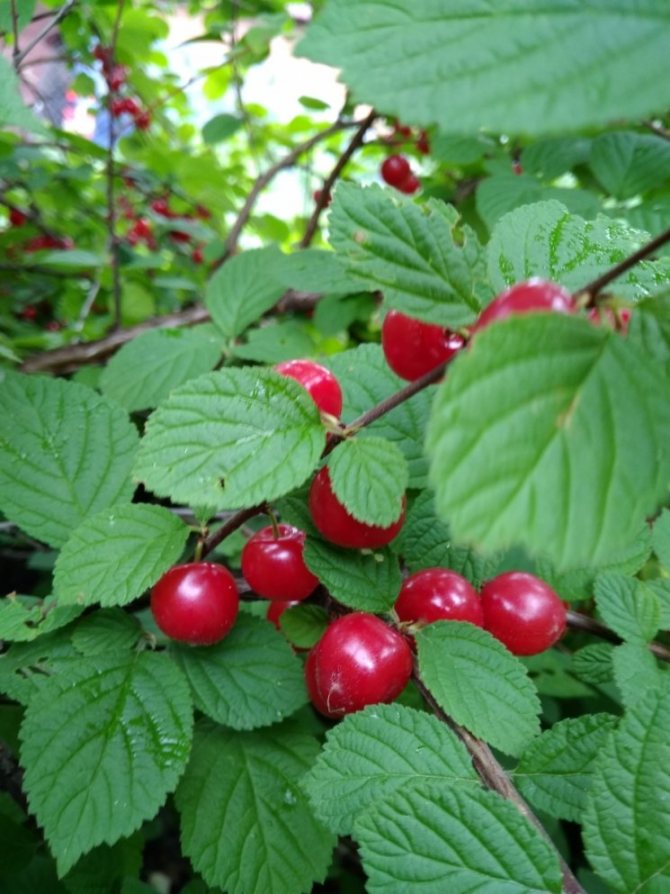 Превью изображения