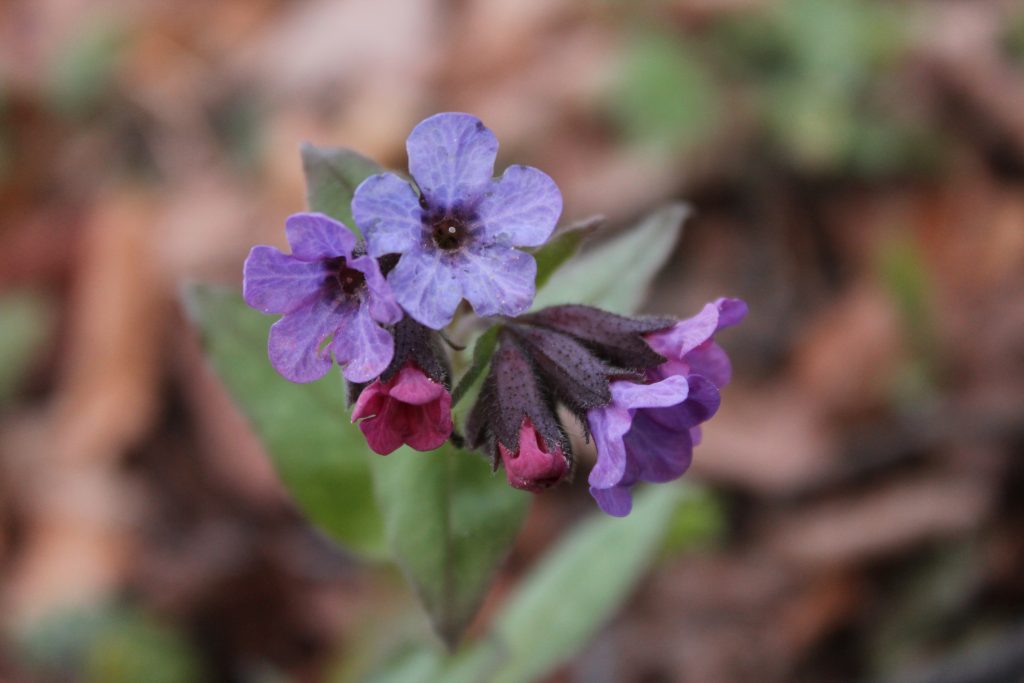 Превью изображения