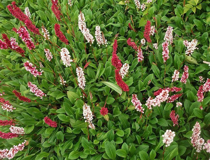 Превью изображения