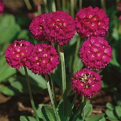 Превью изображения