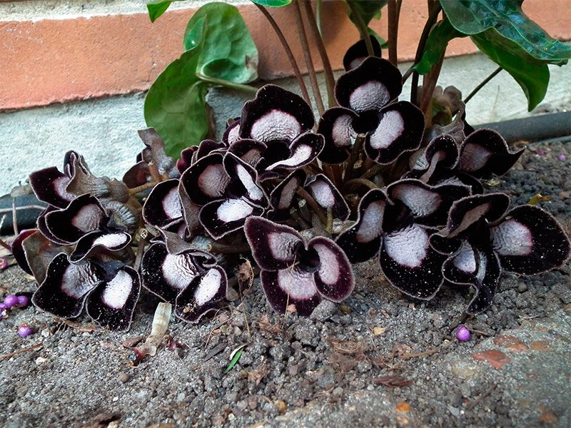 Превью изображения