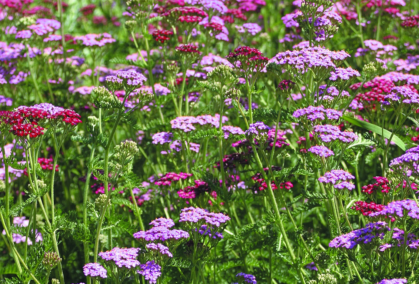 Превью изображения