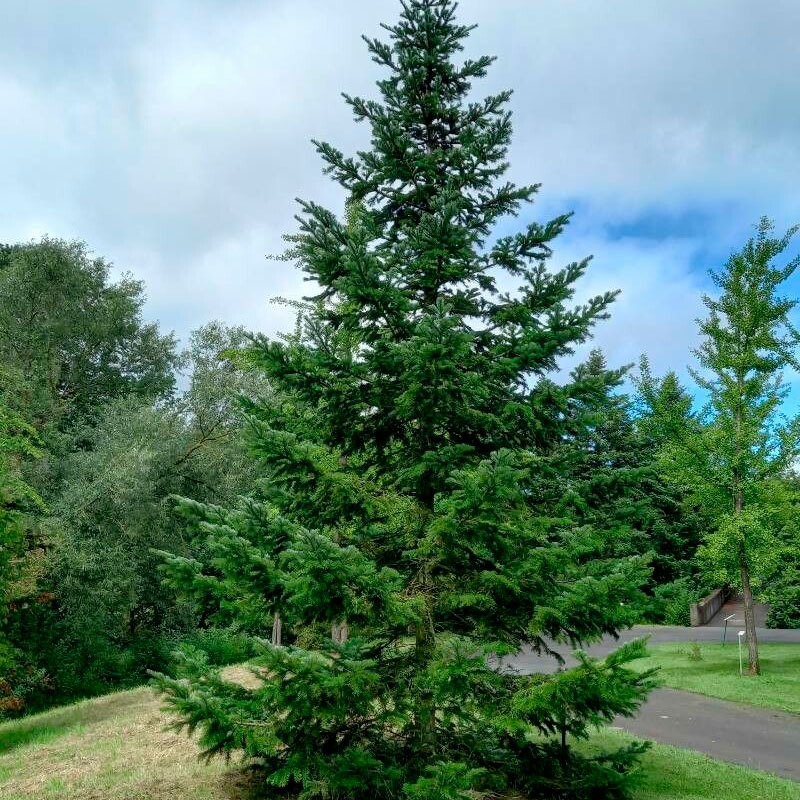 Превью изображения