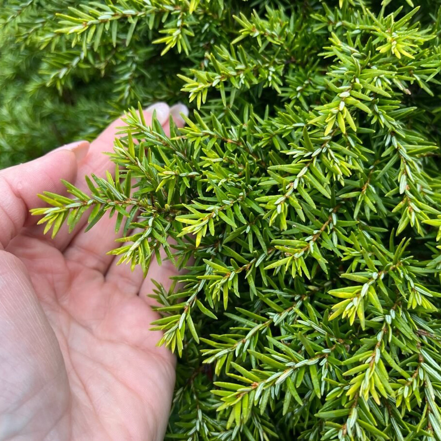 Превью изображения