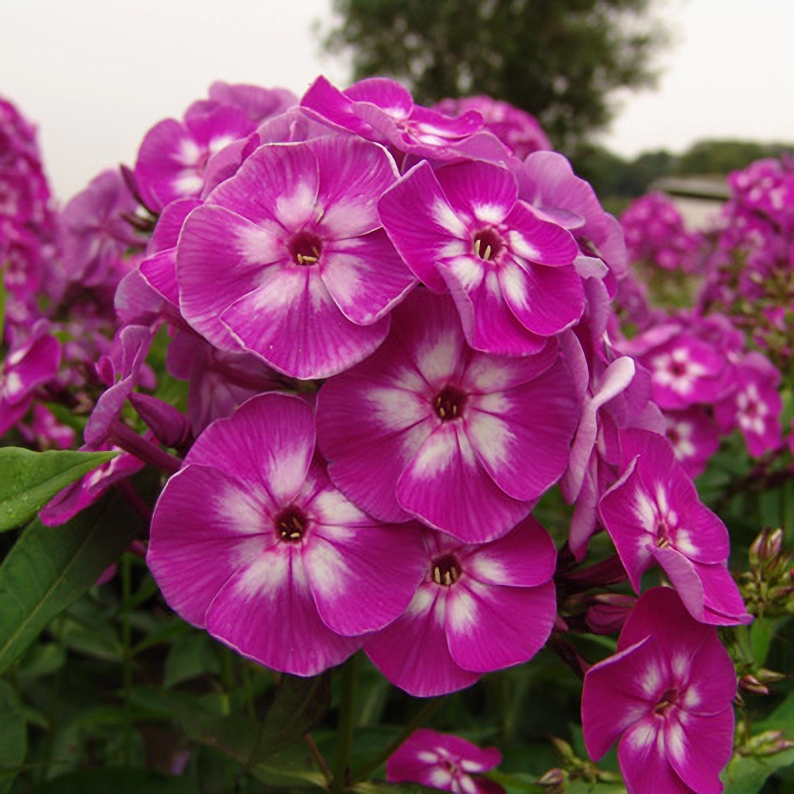 Превью изображения