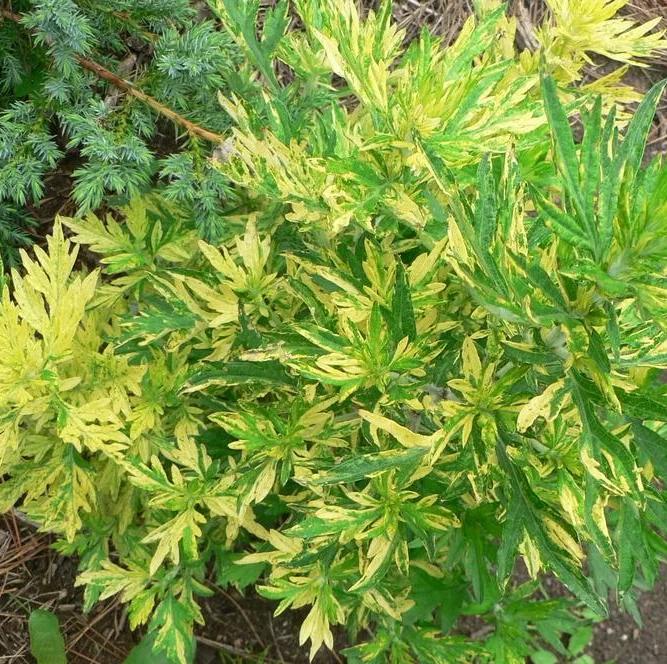 Превью изображения