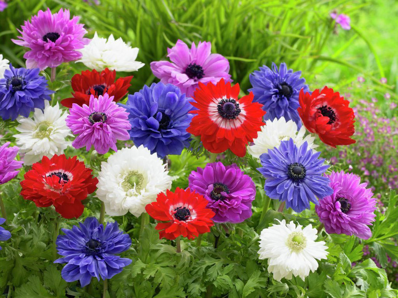 Превью изображения