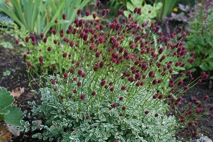 Превью изображения