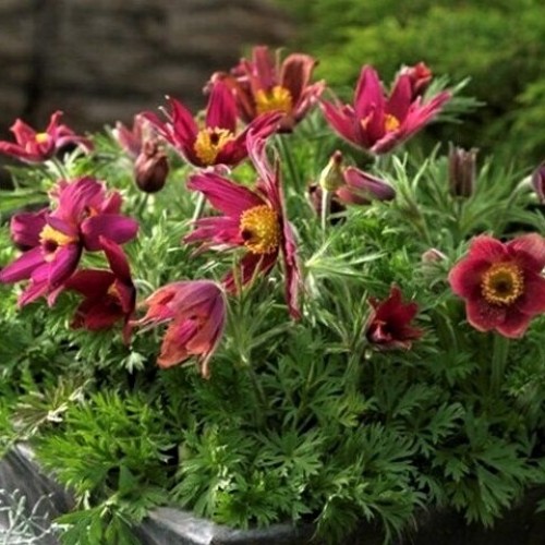 Превью изображения