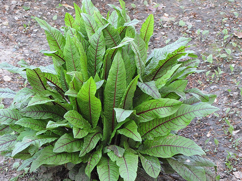 Превью изображения