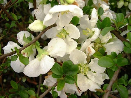 Превью изображения