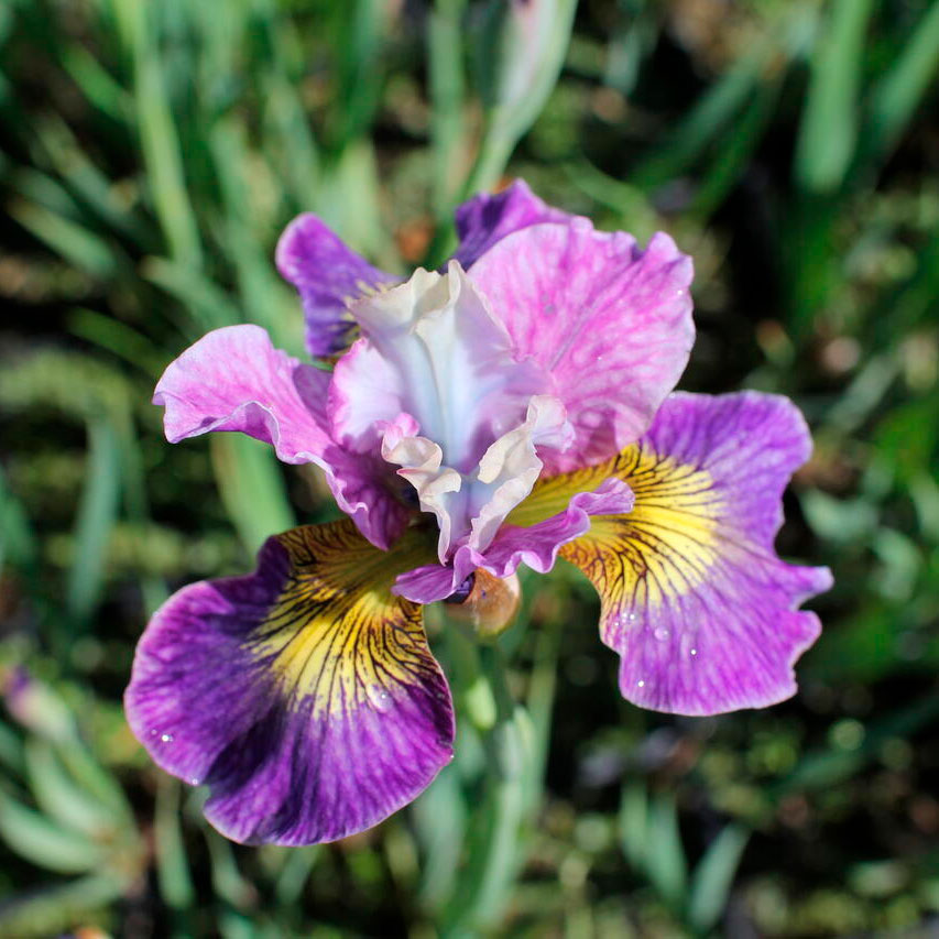 Превью изображения