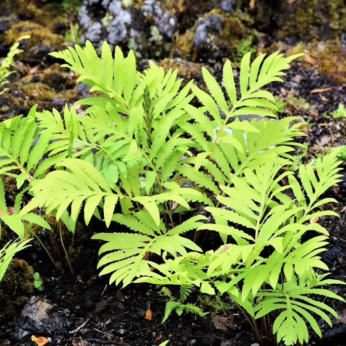 Превью изображения