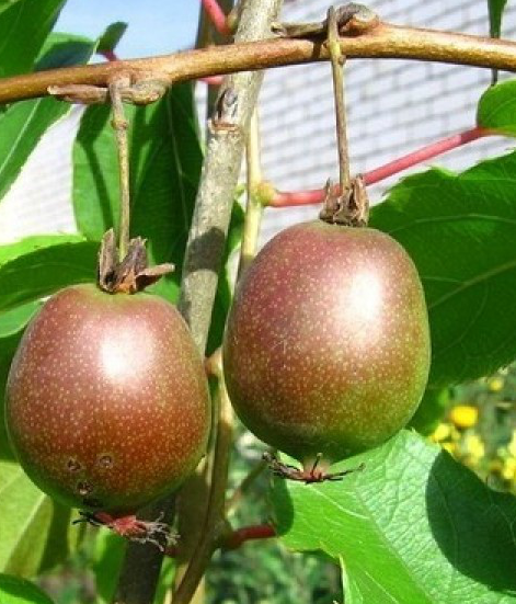 Превью изображения