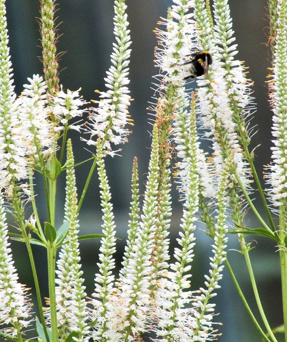 Превью изображения