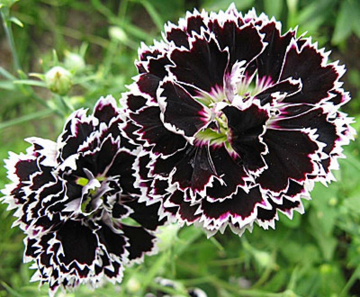 Превью изображения