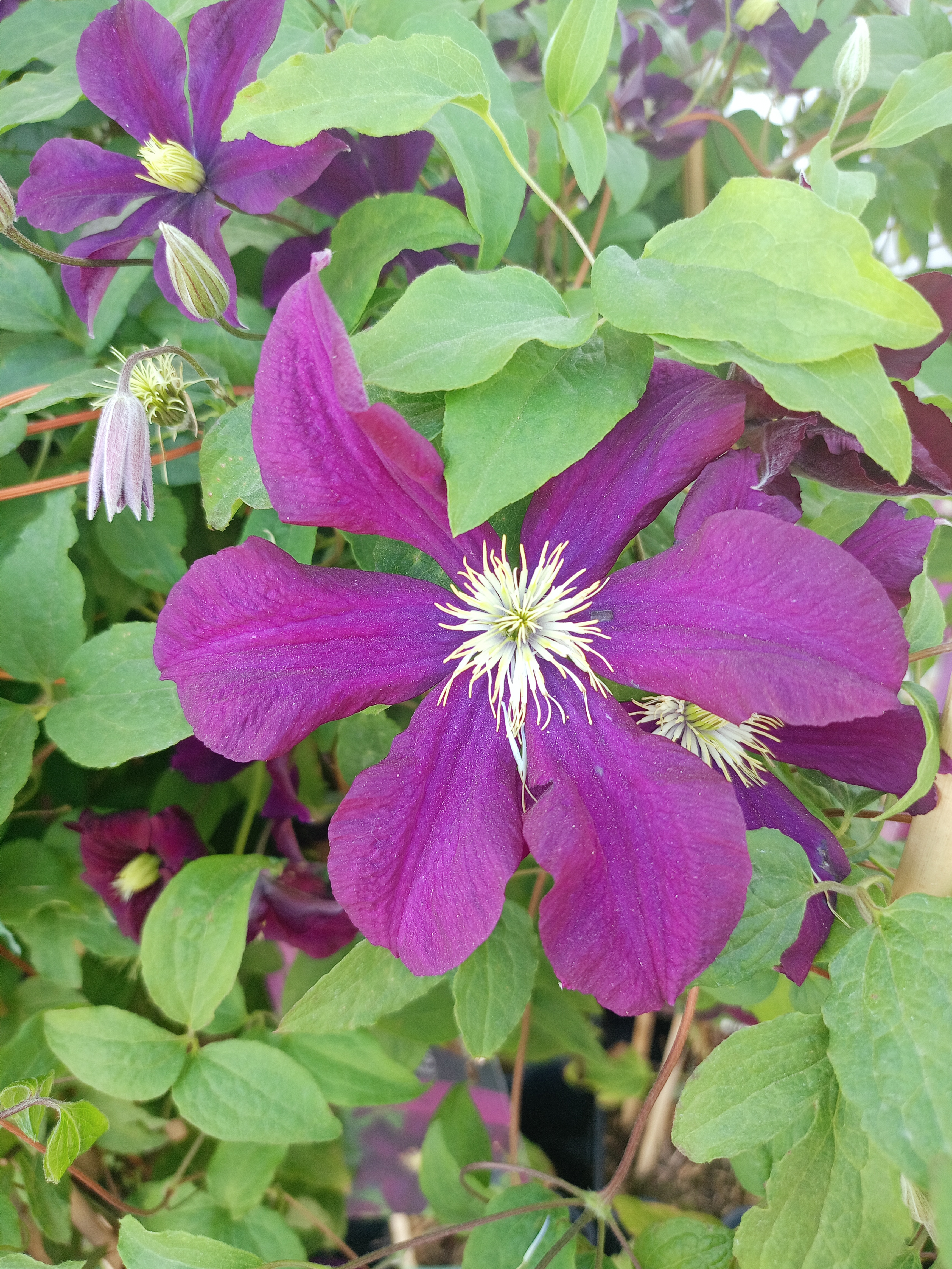 Превью изображения