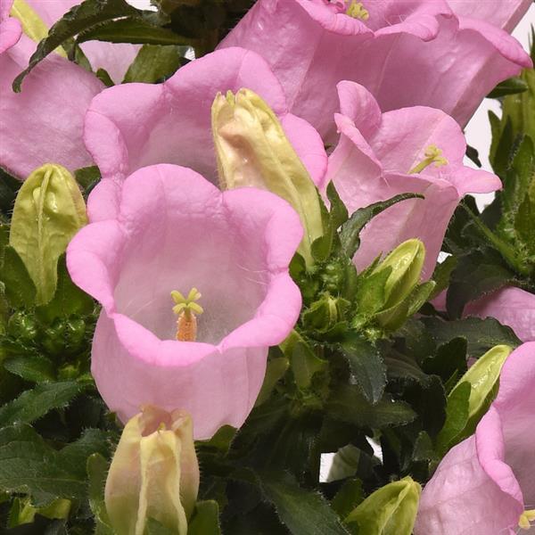 Превью изображения