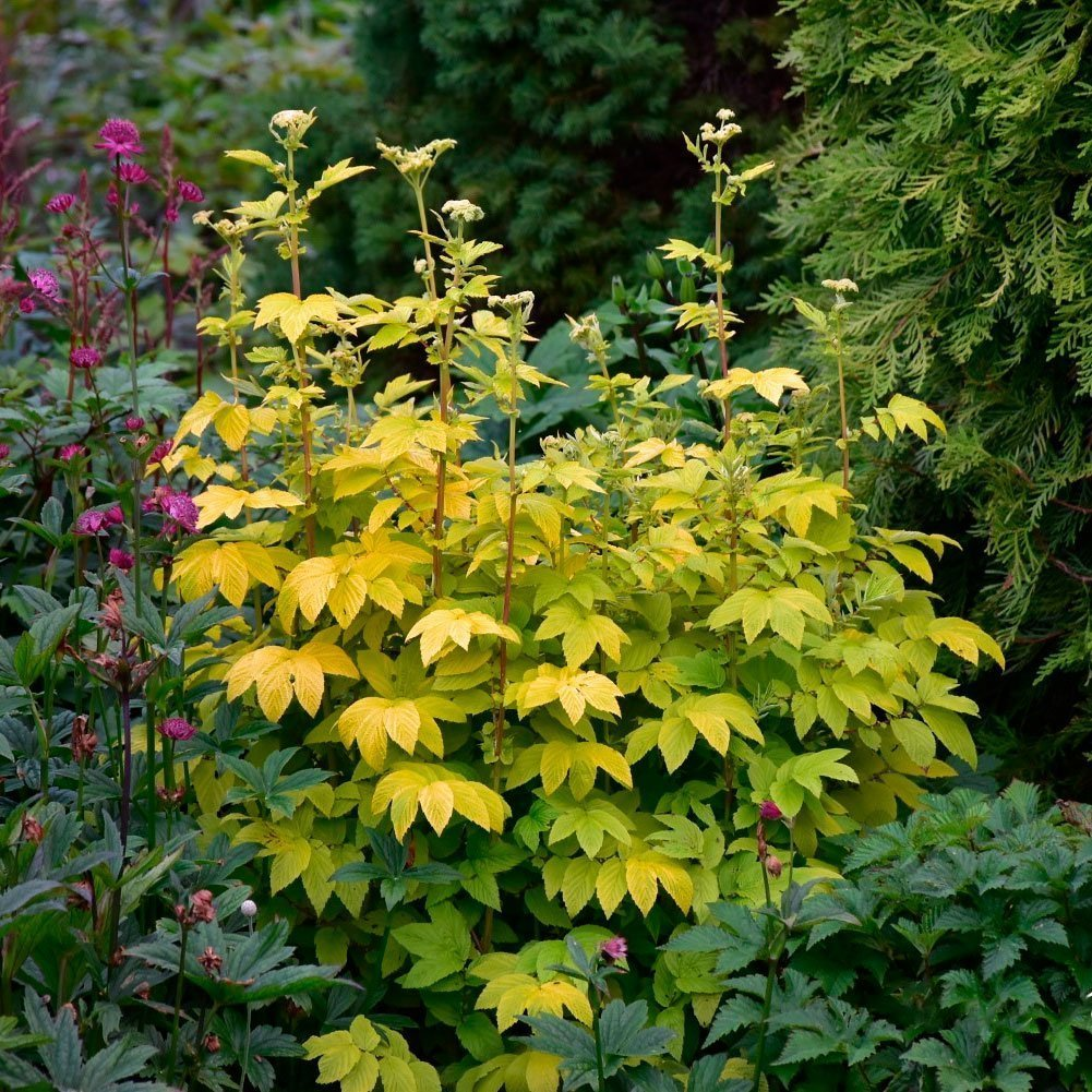 Превью изображения