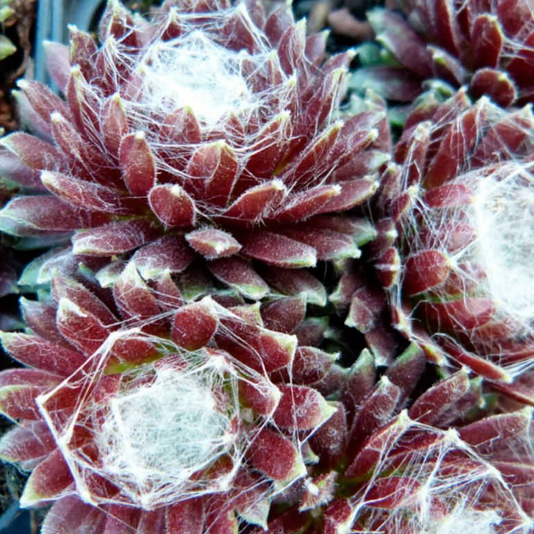 Превью изображения